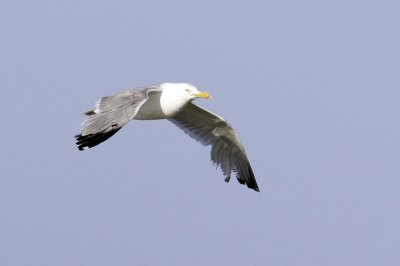 Herring Gull