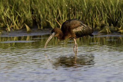 Glossy Ibis