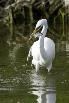 Great Egret