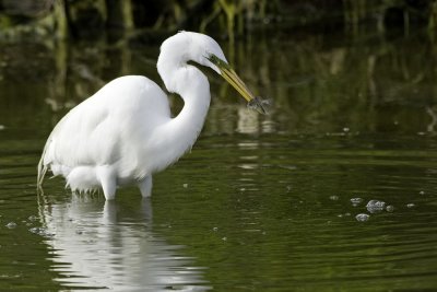 Great Egret