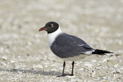 Laughing Gull