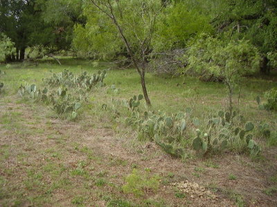 Dove Hunting West Texas 2012 002.jpg