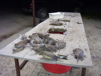 Dove Hunting West Texas 2012 013.jpg