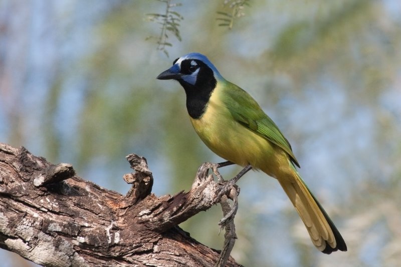 Green Jay 2
