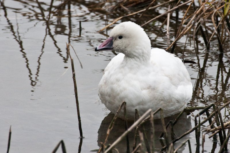Rosss Goose 1