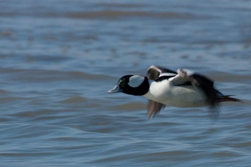 Bufflehead