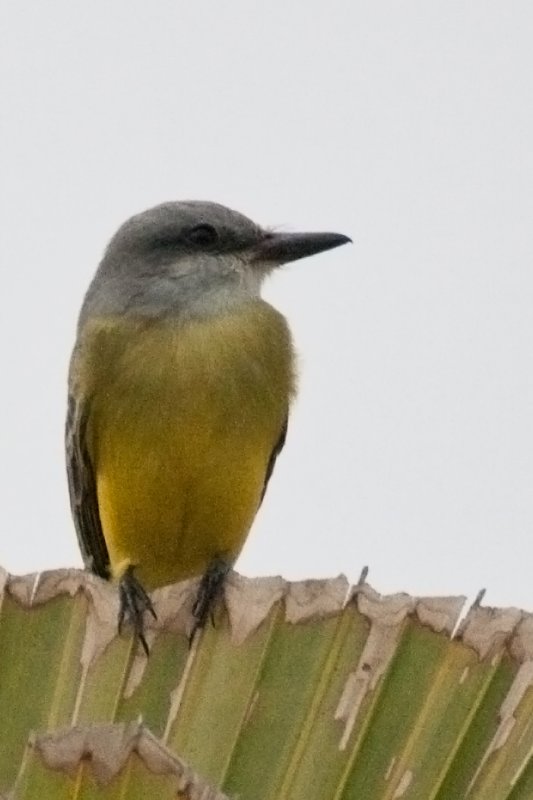 Tropical Kingbird 2