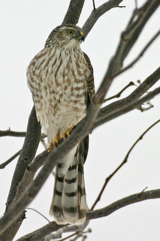 Sharp-shinned Hawk 1