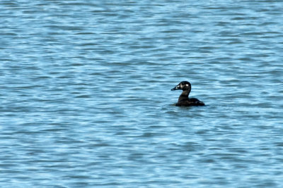 Surf Scoter 2