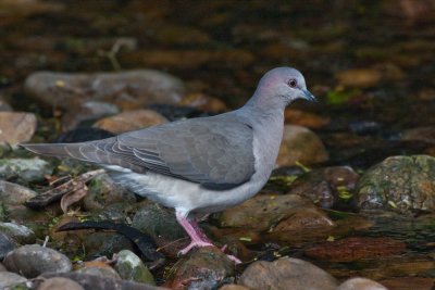 White-tipped Dove 1