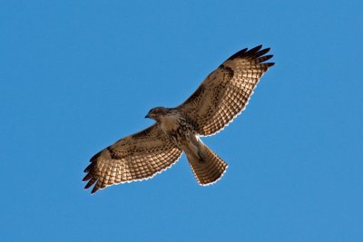 Red-tailed Hawk