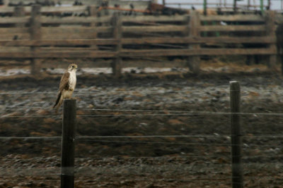 Prairie Falcon 1