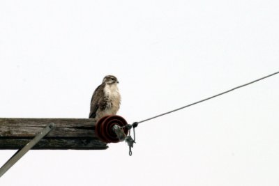 Prairie Falcon 4