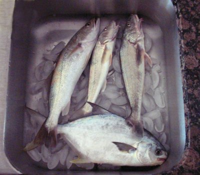 Whiting and Pompano Ready for the Fillet Knife