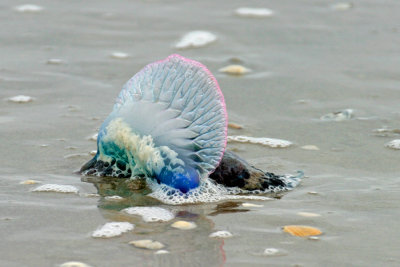 Portugese Man-of-War