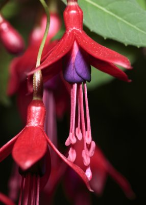 Red and Purple Bells