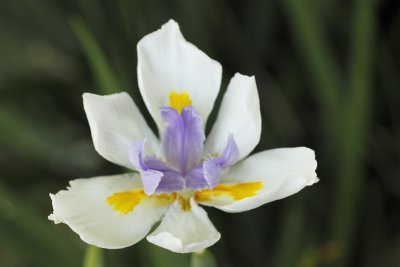 White, Yellow and Lavender