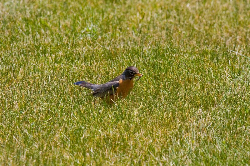 robin-7440_filtered.jpg