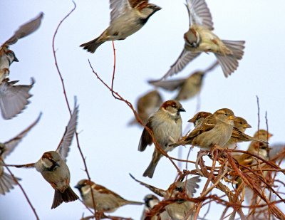 Fluttering Sparrows