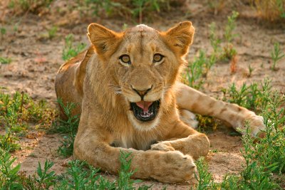 Lioness of Kapama.jpg
