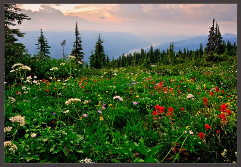 Mountain Wildflowers