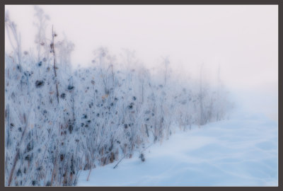 Sunflowers In The Mist