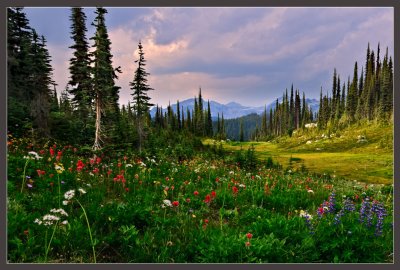 Mountain Meadow Evening