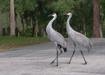  GRUS CANADESIS (Sand Hill Cranes).I took my dog riding down to Welaka