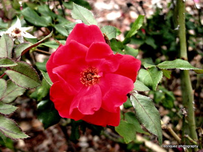 PARKING  LOT FLOWER