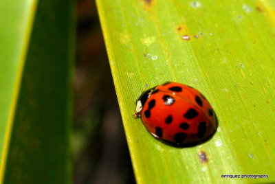 Ladybug on a palmetto leaf.