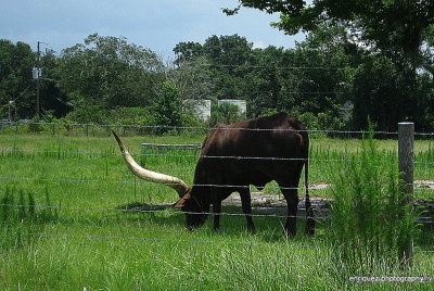 Beautiful Watusi cattle!