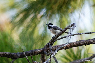 chickadee