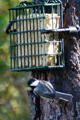 CAROLINA CHICKADEE