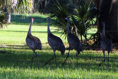 SANDHILL CRANES