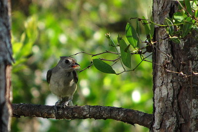  TUFTED TITMOUSE