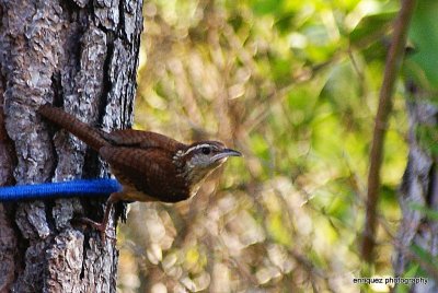 CAROLINA WREN