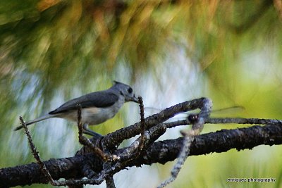 TUFTED TITMOUSE  AND A DRAGONFLY ATTACKING THE PHOTOGRAPHER!
