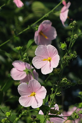 wild, at the riverbank