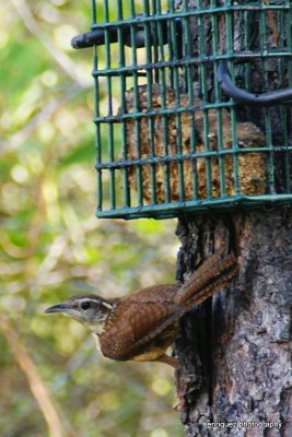 carolina wren