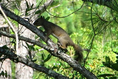 YOUNG SQUIRREL