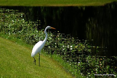 GREAT EGRET