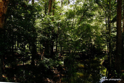 Shady Jungle! Mocasin Creek.