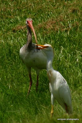 IBIS AND CATTLE EGRET
