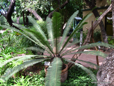 AT TUCSON BOTANICAL GARDENS