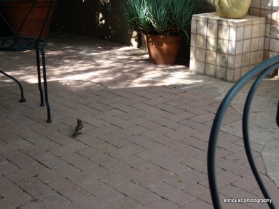 AT TUCSON BOTANICAL GARDENS