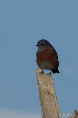 BLUEBIRD (ARIZONA)