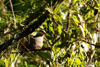 COMMON GROUND-DOVE