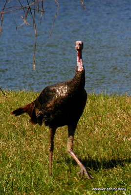 wild turkey