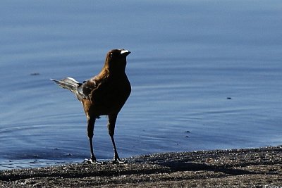 BOAT RAMP GRACKLE