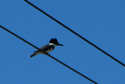 BELTED KINGFISHER